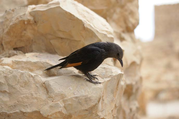 israel black bird, Tristram's Starling