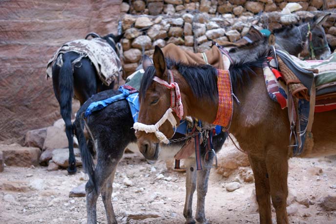 middle eastern horses