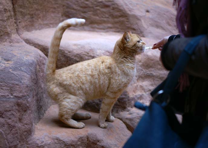 tourists feeding stray feral cat