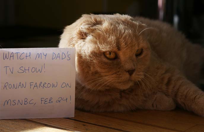 ronan farrow's scottish fold cat