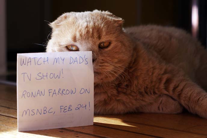 fat face cat, cream british shorthair