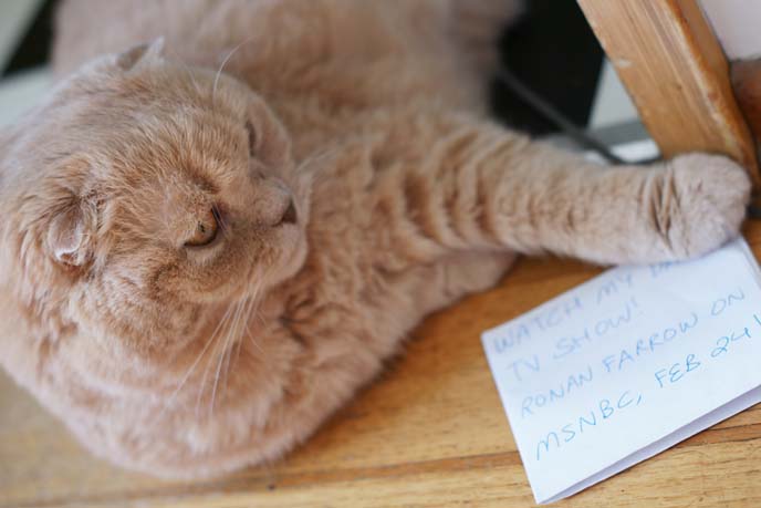 triple folded eared scottish fold