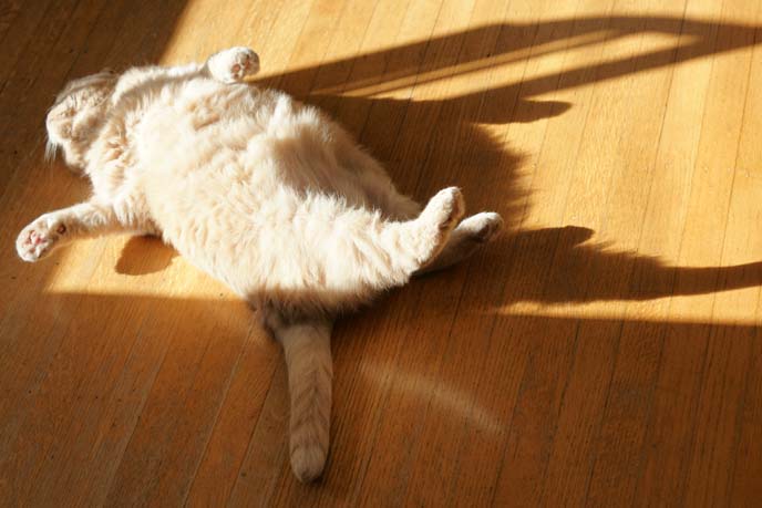 cat sunbathing belly up