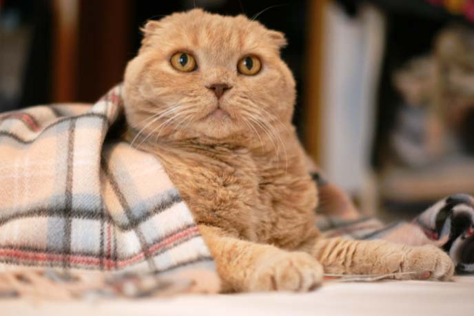 scottish fold cat costume, scarf