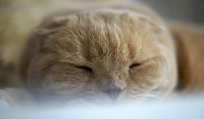 round cheeks cat, scottish fold