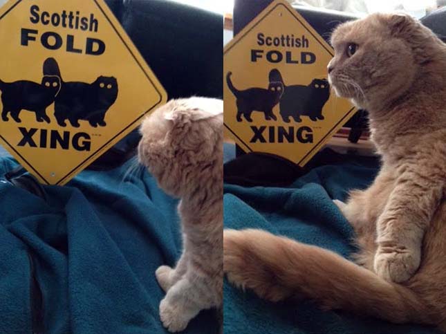 scottish fold cat x-ing sign