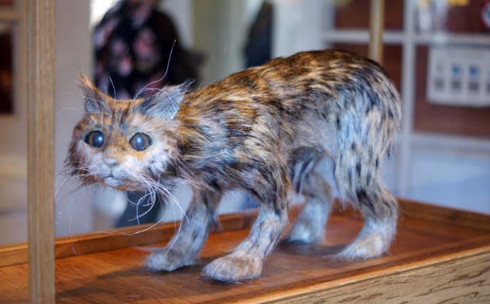 taxidermy stuffed cat