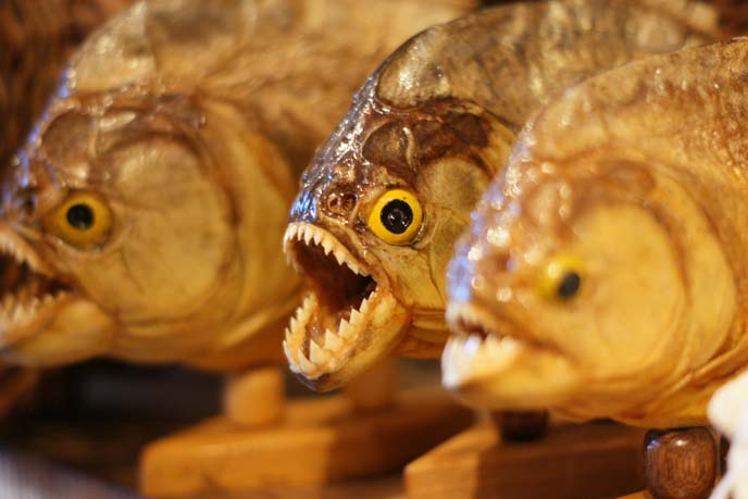 stuffed piranhas