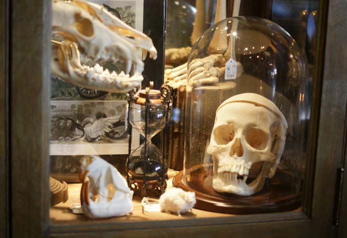 skulls in glass case