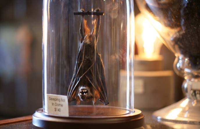 taxidermy bat in glass