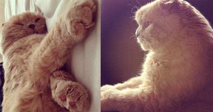 sleepy scottish fold cat