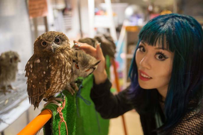 japan owl cafe interior