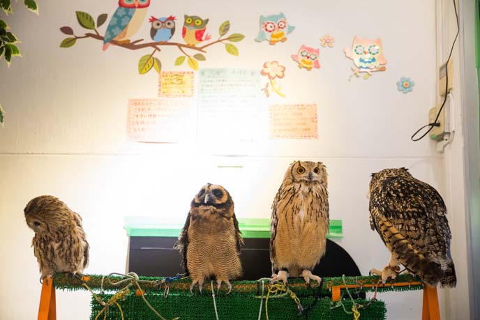 pet owls japan cafe