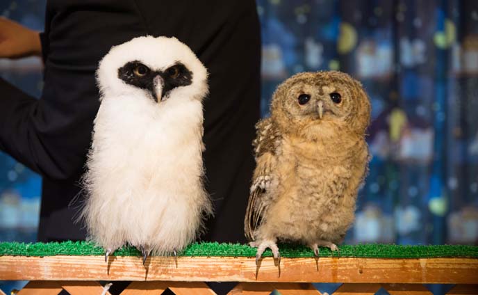 white baby owl