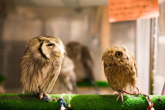 cute small owls