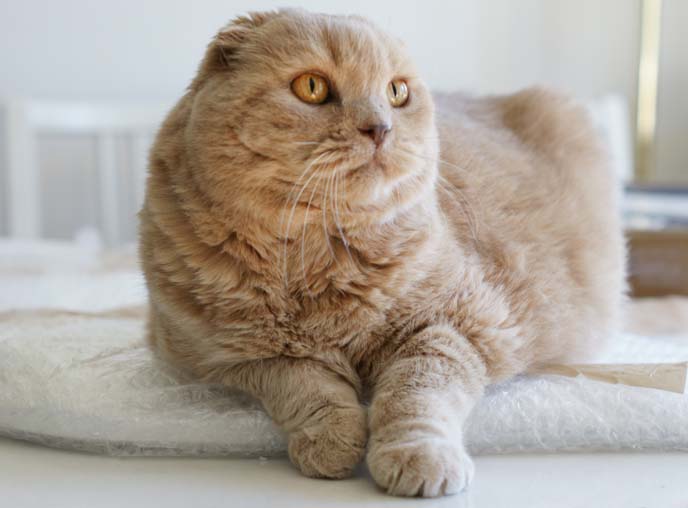 scottish fold cat big eyes