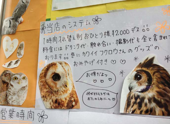 tokyo owl cafe entry fee, opening hours