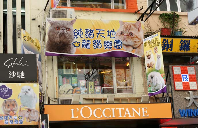 cat pet store hong kong