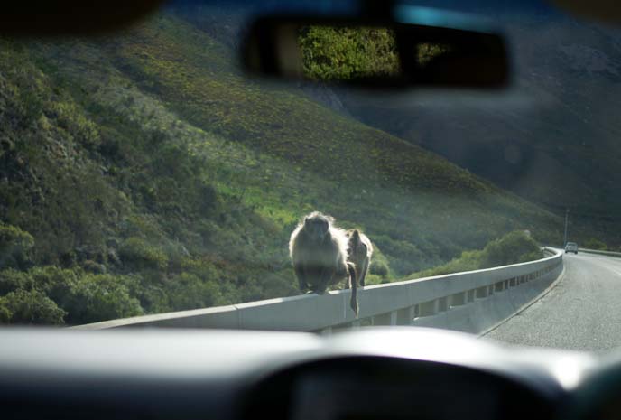 african baboons on road