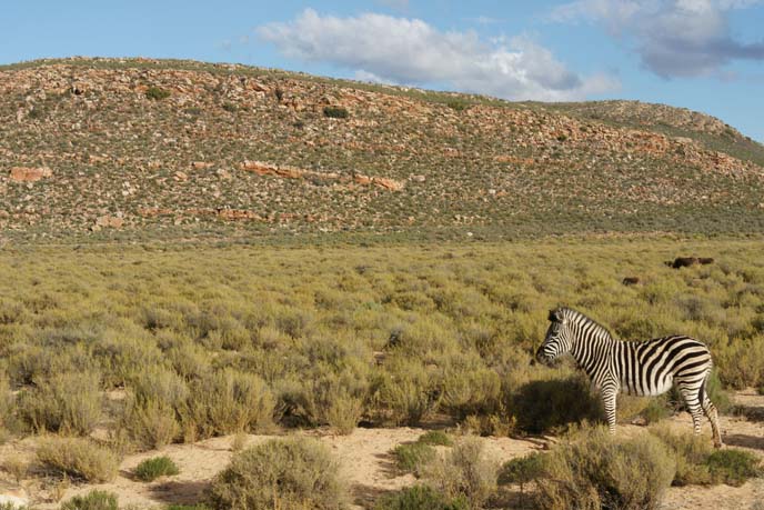 zebra in south africa