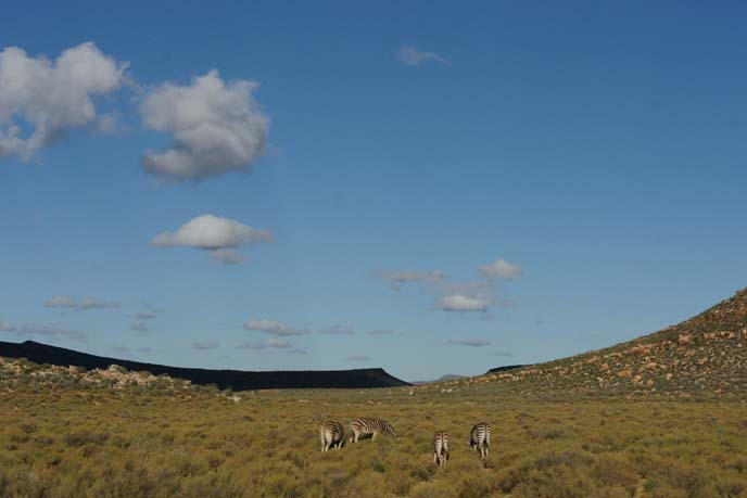 zebras in african safari