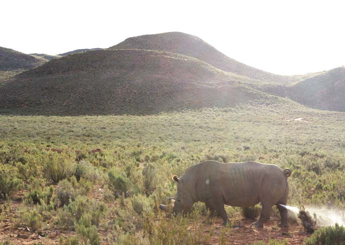 rhinoceros peeing