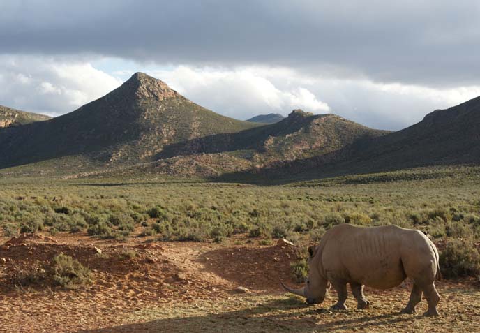 rhino african savannah