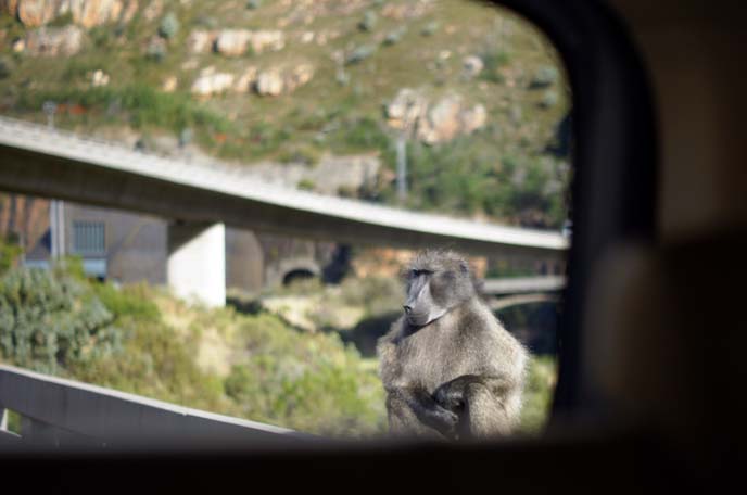 south african baboon monkey