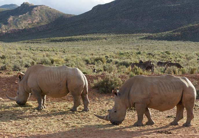 aquila private game reserve, rhinos grazing