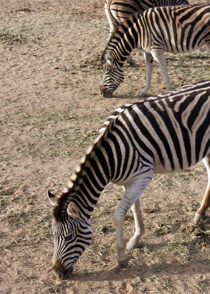 three zebras grazing