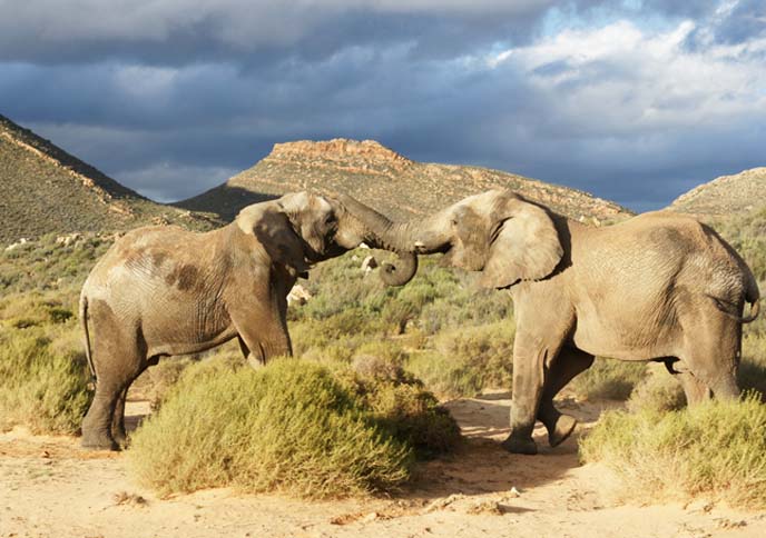 two elephants locking trunks