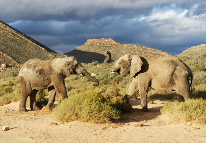 elephants playing on safari