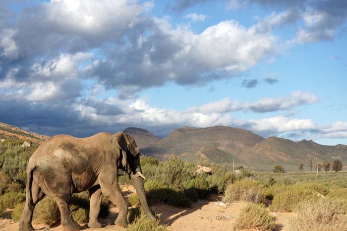 elephant walking to mountains