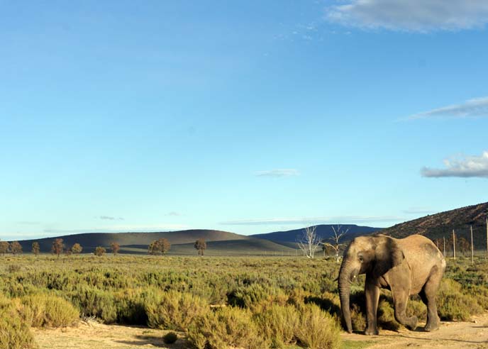 elephant park, Western Cape africa