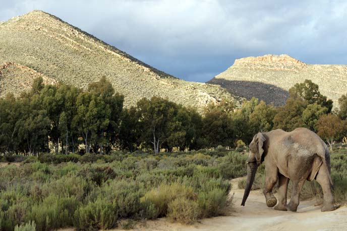 elephant sanctuary south africa