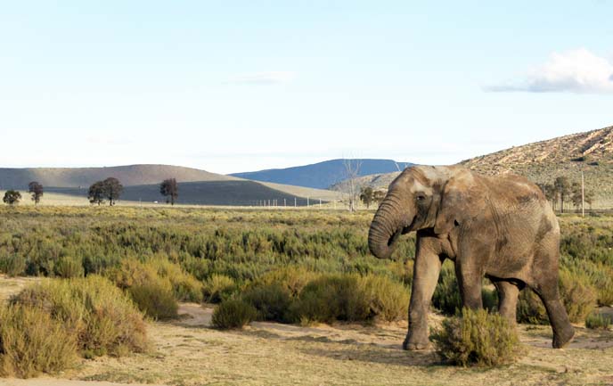 elephant running