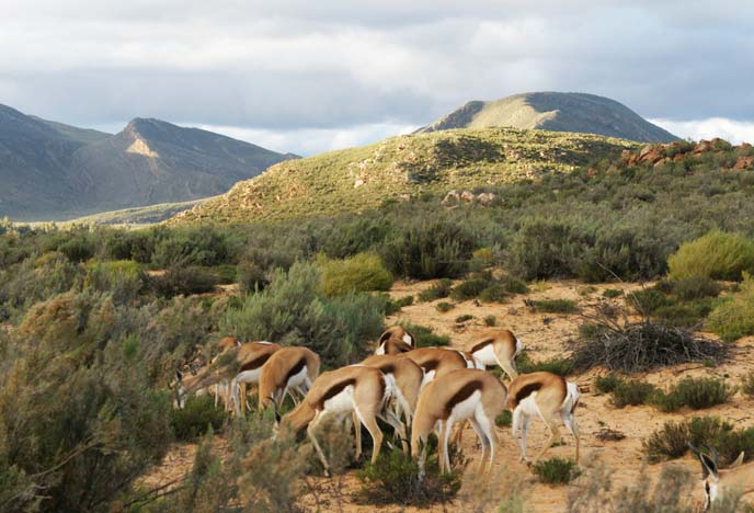 group of springbok