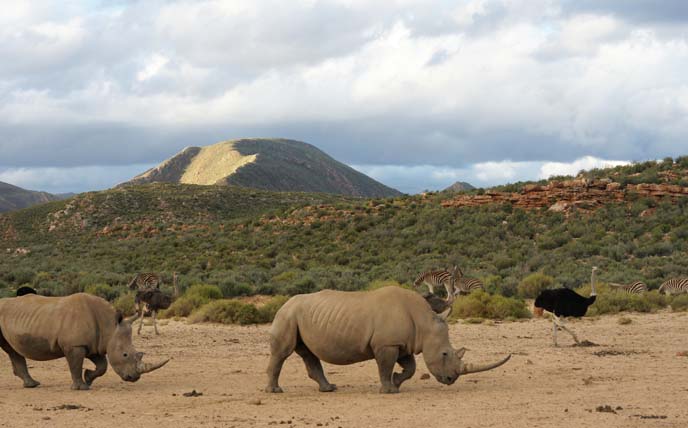 big 5 safari animals, rhino