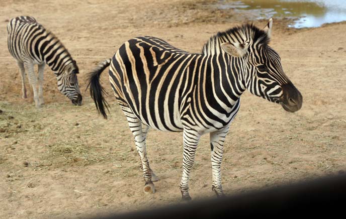 cute zebra baby