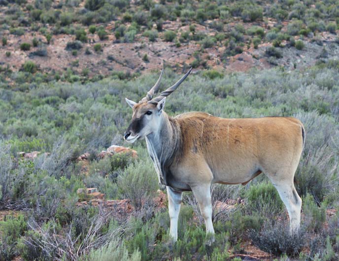 eland antelope south africa