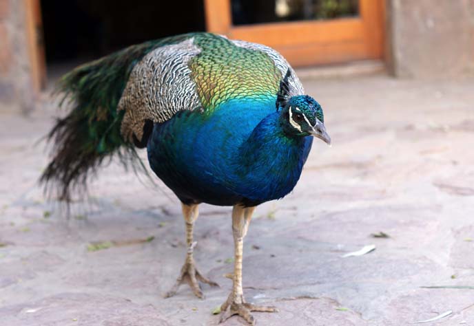 blue peacock, africa