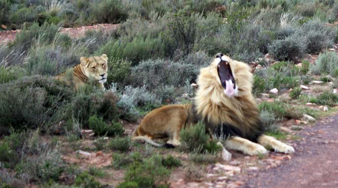 lion roaring on safari