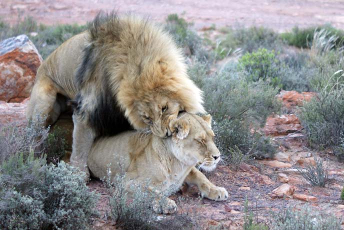 male female lion mating