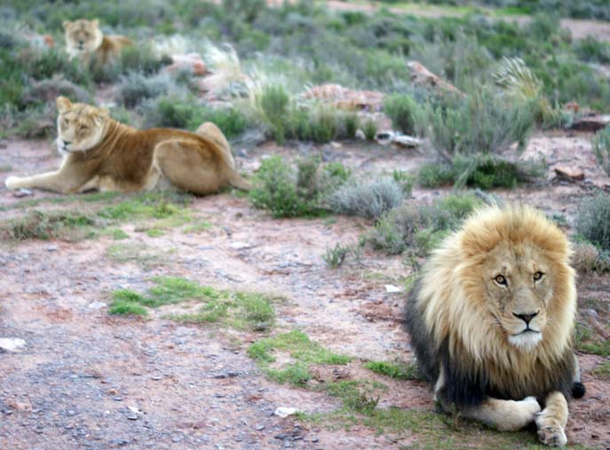 south africa lion park