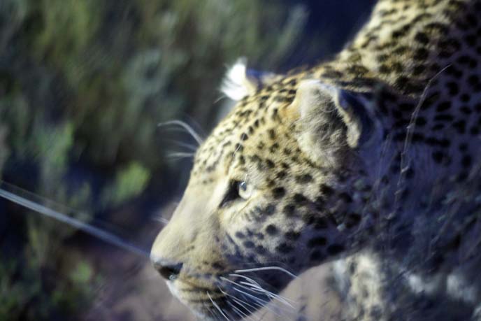 leopard at night