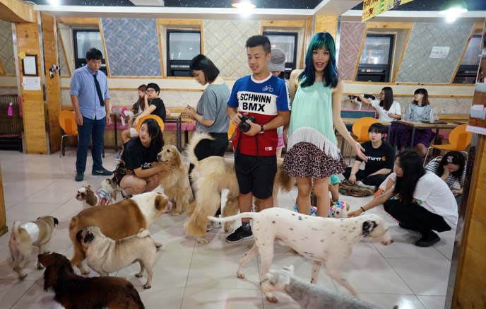 korean dog petting cafe