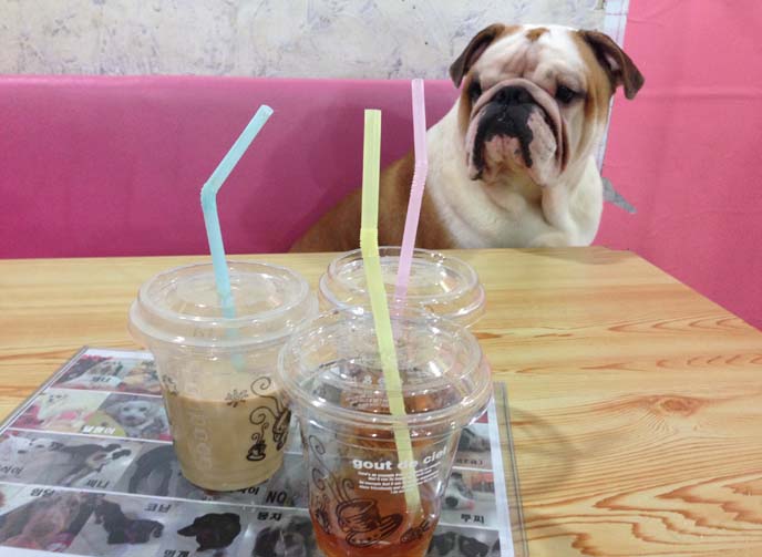 bulldog, seoul dog cafe