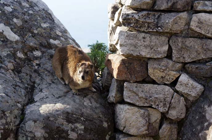 dassie rat, Rock hyrax