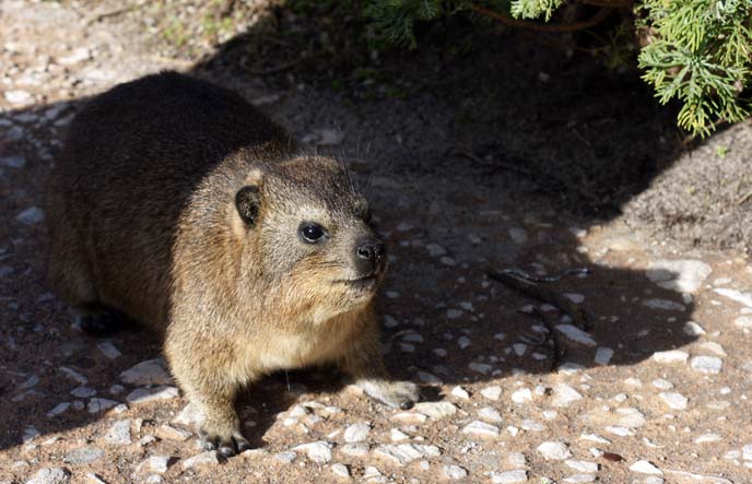 south african rat, dassie