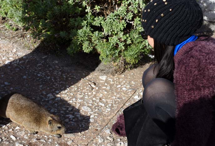 touching wild animals